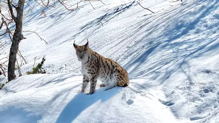 Mêvanê Taybet ê Dersîmê: Werşeq