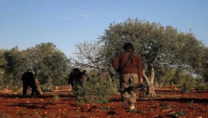 SOHR: Afrin’de zeytin ağaçları kesilmeye devam ediyor