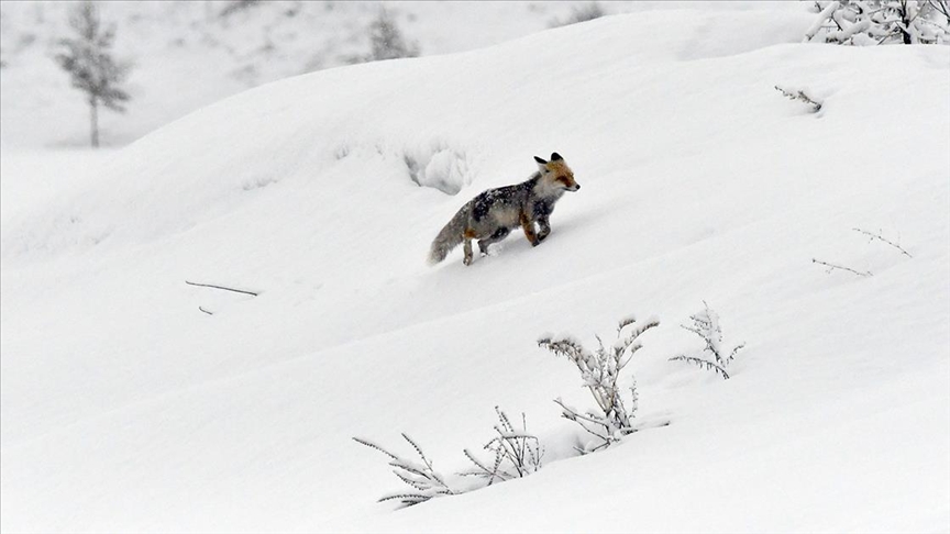 Kars ve Ardahan’da ilkbaharda kar etkili oldu